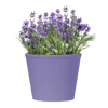 Home & Garden gift vouchers